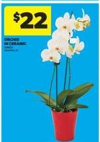 Orchid in Ceramic