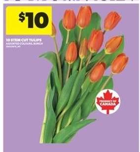 10 Stem Cut Tulips