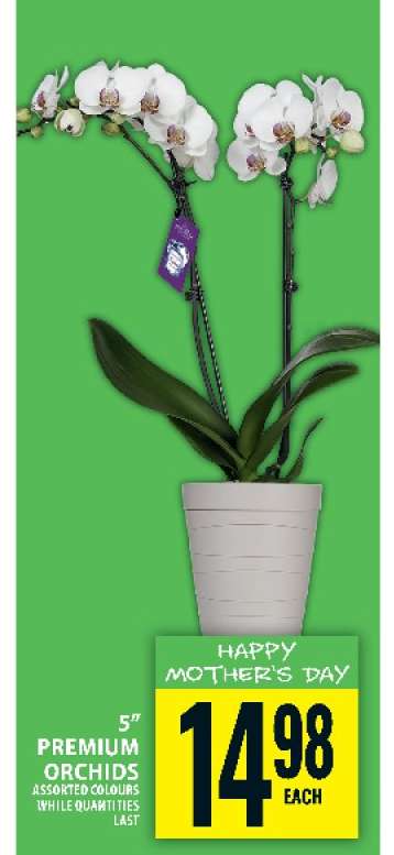 Premium Orchids