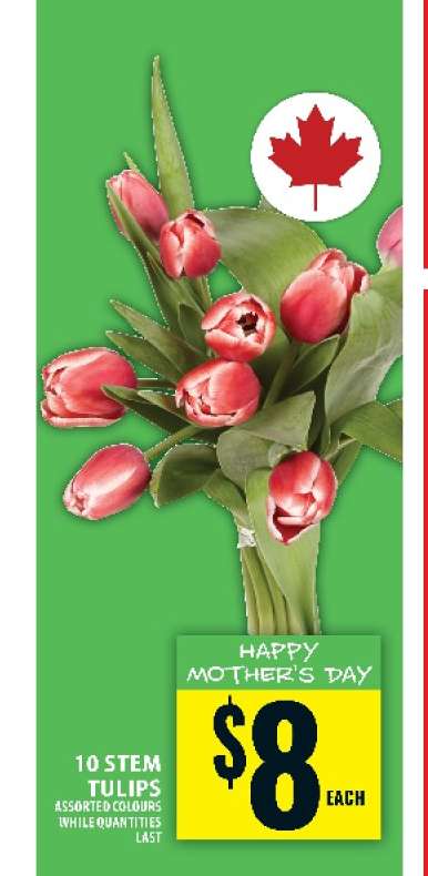 10 STEM TULIPS