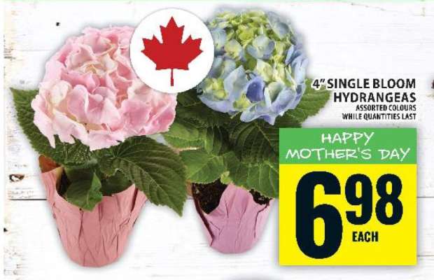 4" Single Bloom Hydrangeas