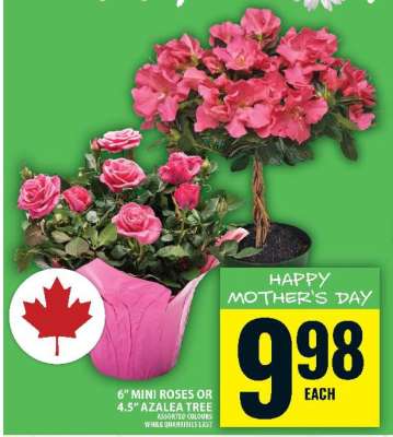 6" Mini Roses or 4.5" Azalea Tree