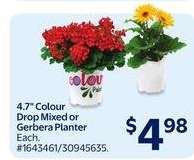 4.7" Colour Drop Mixed or Gerbera Planter