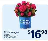 8" Hydrangea