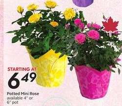 Potted Mini Rose