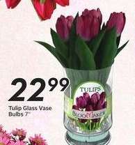 Tulip Glass Vase Bulbs 7"
