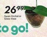 Swan Orchid in Glass Vase