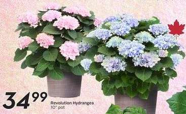 Revolution Hydrangea
