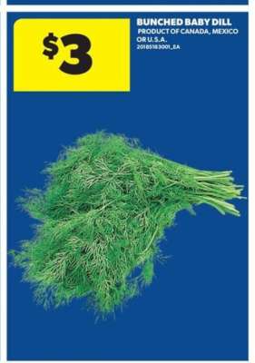 Bunched Baby Dill