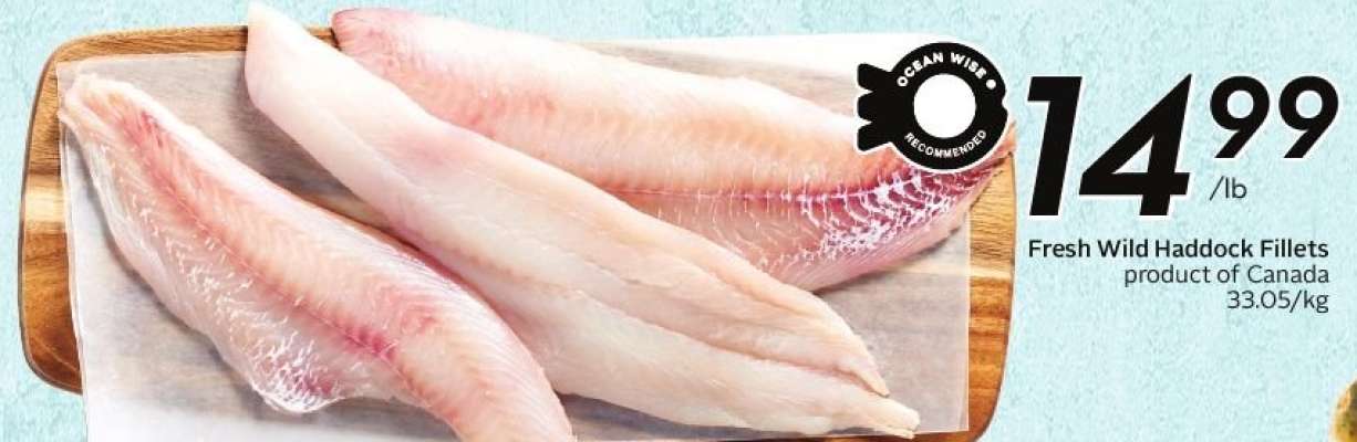 Fresh Wild Haddock Fillets