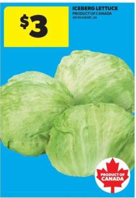 Iceberg Lettuce