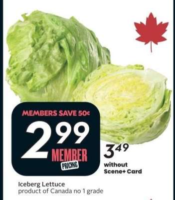 Iceberg Lettuce
