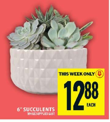 6” SUCCULENTS