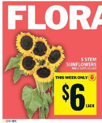 5 Stem Sunflowers