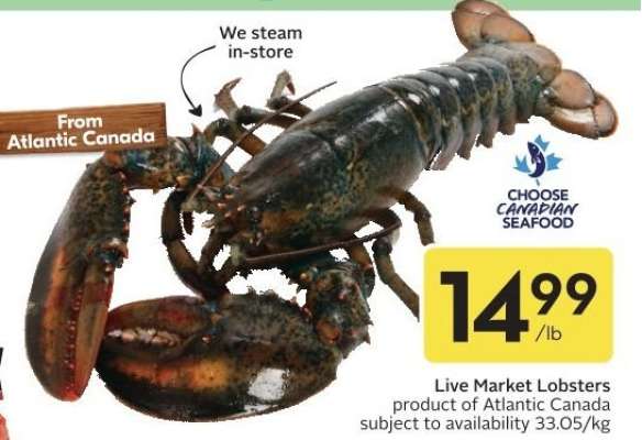Live Market Lobsters