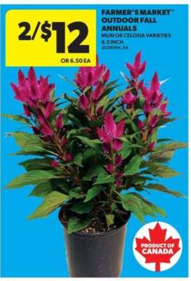 Farmer's Market Outdoor Fall Annuals