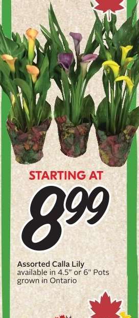 Assorted Calla Lily