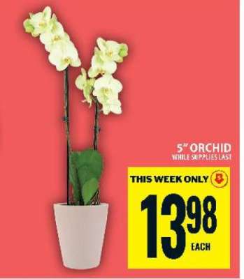 5" Orchid