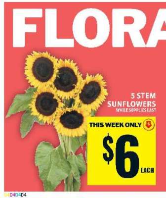 5 Stem Sunflowers