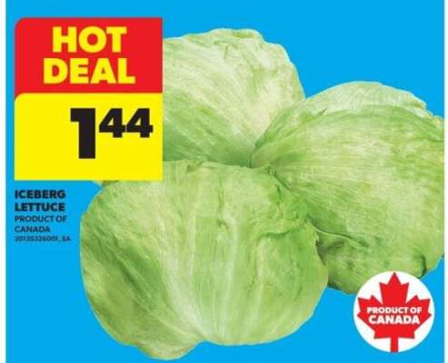 Iceberg Lettuce
