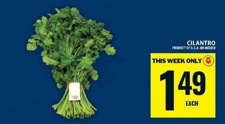 CILANTRO