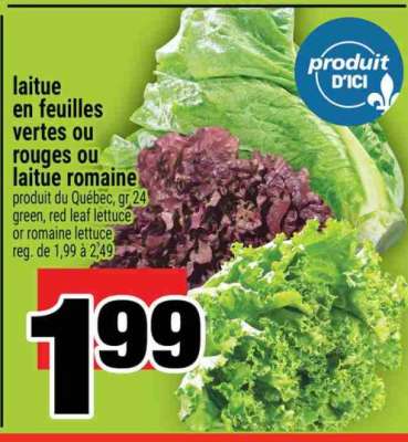 laitue en feuilles vertes ou rouges ou laitue romaine