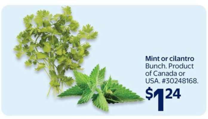 Mint or Cilantro