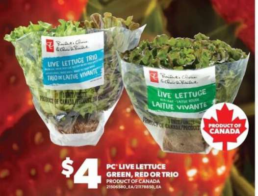 PC Live Lettuce