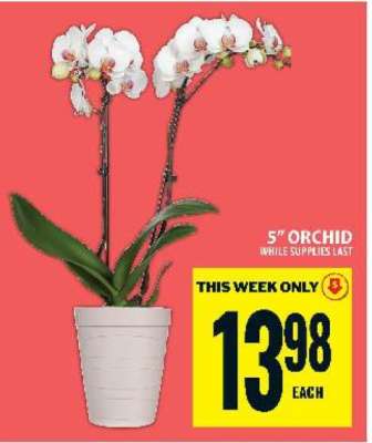 5" Orchid