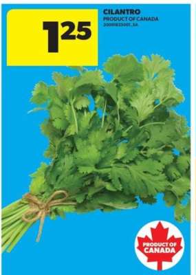 CILANTRO