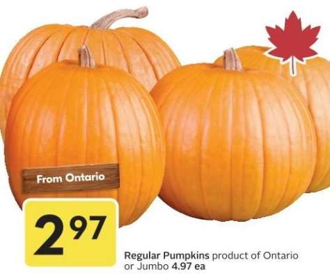 Regular Pumpkins